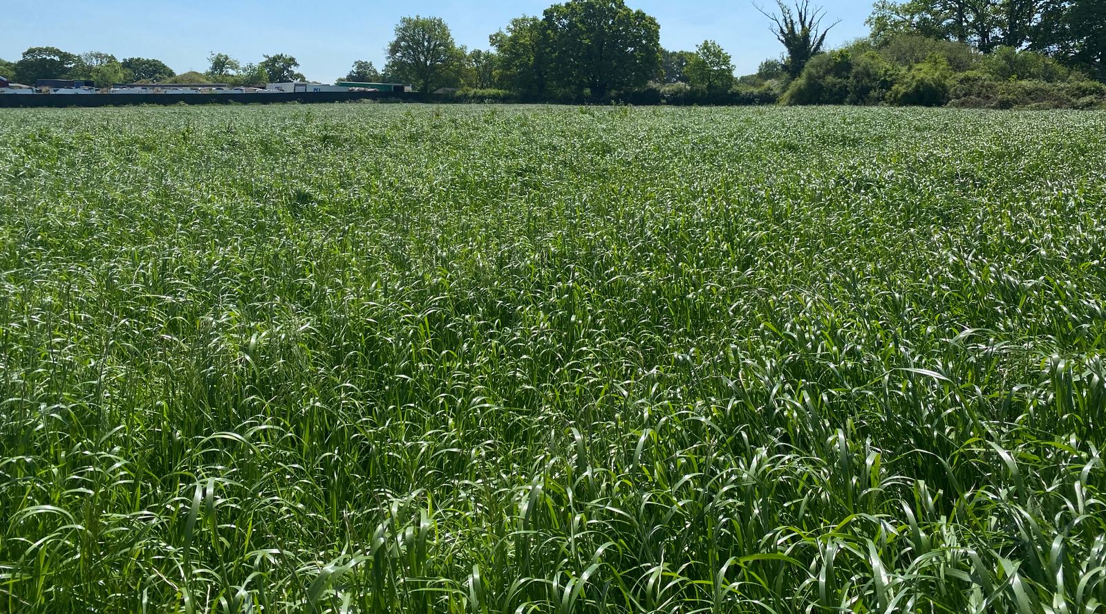 A thick, healthy sward