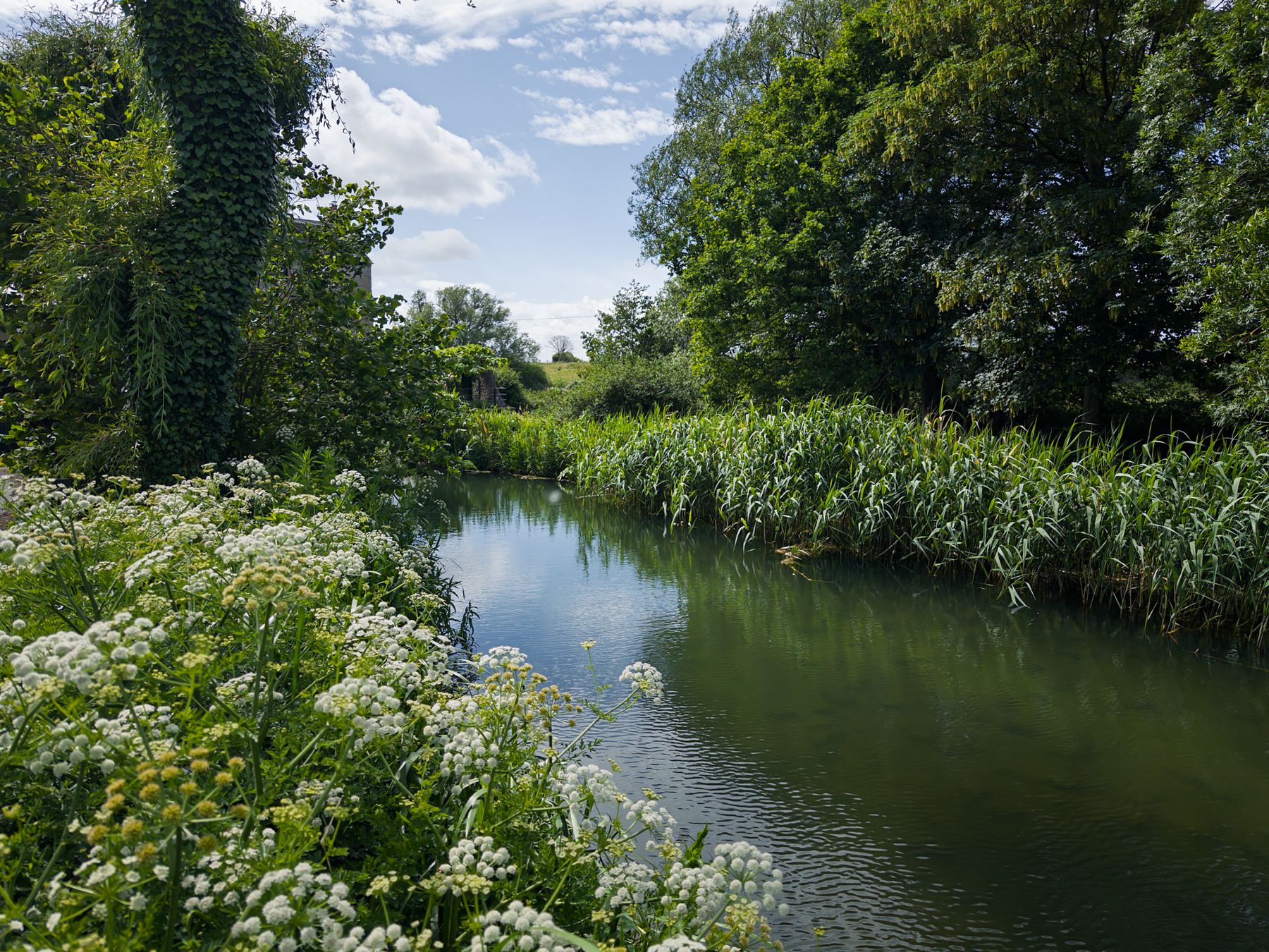 A slow lowland stream with cow parsley on the bank